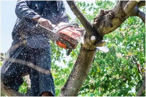 tree services Garden City